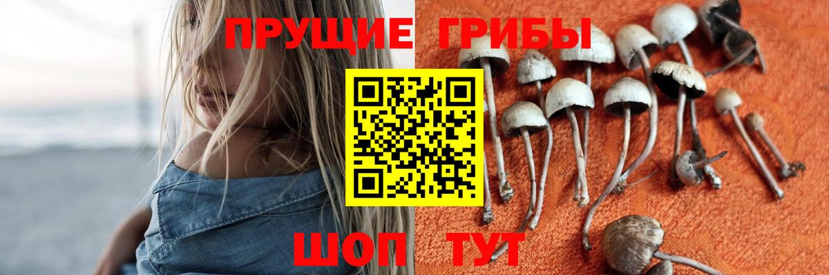 Кингисепп  Галлюциногенные грибы Magic Shrooms  Вход с VPN 